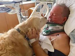 The monmouth county spca rescued 61 dogs and puppies from a hoarding situation in middletown, new jersey. Dog Saves Owner S Life By Lying On Him For Nearly 24 Hours In Freezing Conditions The Independent The Independent