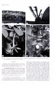 Image result for Synaptolepis alternifolia