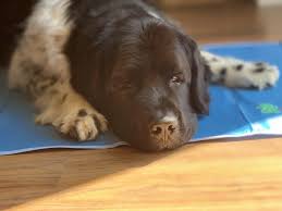 100m consumers helped this year. Are Pet Cooling Mats Worth Your Money My Brown Newfies