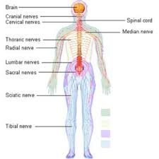 • structure of nerve cells • diseases and disorders of the. The Nervous System Diagram