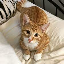 Cat Intelligence Wikipedia