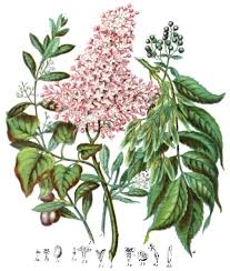 Image result for Oleaceae