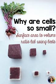 Cell Size Lab Surface Area To Volume Lab High School Biology Life Science Classroom Life Science High School