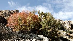 Image result for Kotschya suberifera