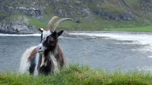 The popular phrase lends itself well to modification, like when serena williams's husband took out a billboard calling her g.m.o.a.t. Norway S Wild Goats Nordgen