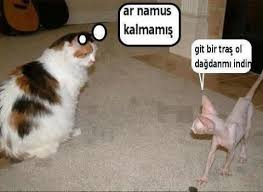 Komik Kedi Ler Farkli Kareler Komik Hayvan Fotograflari Komik Hayvanlar Komik Kediler