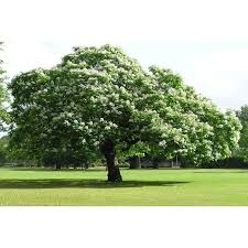 Image result for Catalpa