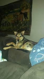 Check spelling or type a new query. Craigslist Dogstulsa Clistdogstulsa Twitter