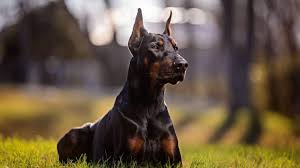 Over sized doberman puppies, over sized dobermans , over sized doberman m ale,over sized doberman females. European Doberman Breeders Who They Are And Where To Find Them