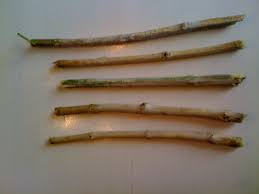We did not find results for: Miswak Wikipedia