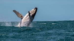 Hawaiian islands humpback whale national marine sanctuary protects these whales and their habitat. Humpback Whale Injures Three Women In Australia World News Sky News