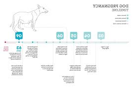 cat gestation period chart hd wallpaper utsprokids org