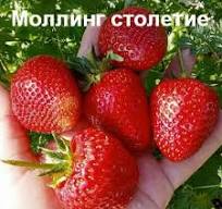 Клубника Моллинг Столетие