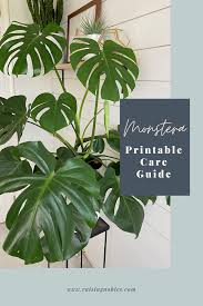 Monstera Plant Care Guide In 2020 Plants Plant Care Indoor Plant Care Guide