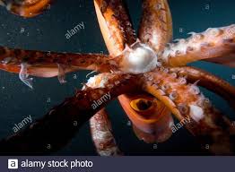 Acta anaesthesiologica belgica is the official journal of the society for anesthesia and resuscitation of belgium (sarb).the journal publishes 4 issues a year, and with eventually supplements. Humboldt Squid Dosidicus Gigas Schnabel In Die See Von Cortez In Mexiko Stockfotografie Alamy