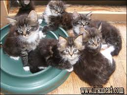Maine coon cats are a longhaired, large cat breed. The Most Neglected Fact Regarding Maine Coon Kittens For Sale Mn Exposed Irkincat Com