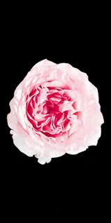 Pfingsten bilder kostenlos von 123gif.de: Mothers Day Mother Gif By Obstkelterei Van Nahmen Find Share On Giphy