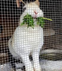 Does your bunny need a new home? Rabbit Cages A Harmless Guide For Raising Happy Rabbits