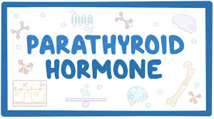 Image result for Parathyroid Hormone