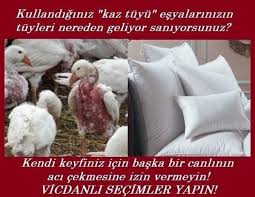 Twitter Hergunyenibilg Mont Kaban Yastik Ve Yorgan Yastiklar Twitter Urunler