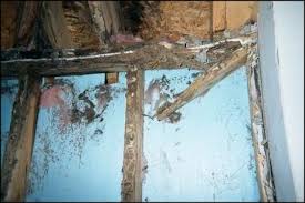 Termite infestations cause extensive damage over time, and since the pests tunnel inside wood, property owners rarely. Repairing Termite Damage Can Termite Damage Be Fixed