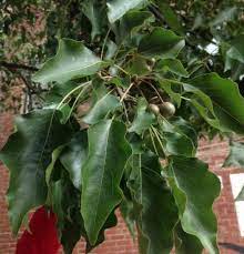 Check spelling or type a new query. Callery Pear Tree Yale Nature Walk