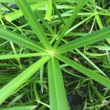 Image result for Cyperus spiralis