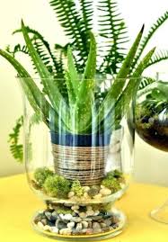 Idees De Decoration Interieure Avec La Plante D Aloe Vera Succulentes Interieur Idees Terrariums Plante