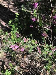 Image result for Thomandersia