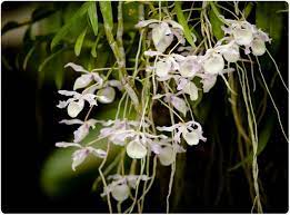 Using Nmr To Characterize Orchid Polysaccharides For Potential Pharmaceuticals