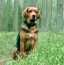 Tyrolean Hound Tiroler Bracke Dogs Puppy Tiroler Bracke Tiere