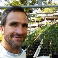 Considerations for greenhouse basil production