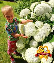 Schneeball Hortensie Annabelle Aktionen Bei Hortensien Schneeball Und Freiland Hortensie