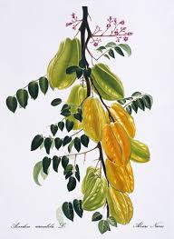 Image result for Centrolobium robustum