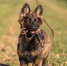 Vom haus schutz german shepherd k9 feebee (photo above) she will be bred in the fall of 2021 with my black stud dog favo. Sable German Shepherd Fun Facts History German Shepherd Country