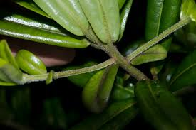 Image result for Myrsinaceae