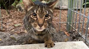 Cat adoption team is the largest nonprofit, adoption guarantee cat shelter in the pacific northwest. Another Unwanted Savannah Cat Gets A Forever Home Youtube