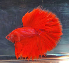 And that is the reason why there are as many as 100 different types of betta fish. Tintu Mon Most Beautiful Betta Fish In The World Facebook