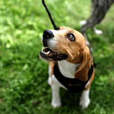 Pet parents around the world trust this brand because it's built its company on reliability. Homemade Tick Repellent For Dogs With Essential Oils Natural Living Family With Dr Z Mama Z