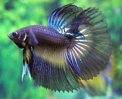 Betta Fish Wholesale Price Mandi Rate For Siamese Fighting Fish