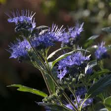 Image result for Caryopteris odorata