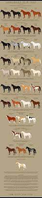 Horses come in a wide range of colors, with a variety of different patterns and unique markings. Thoroughbred Color Chart By Prongy On Deviantart