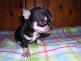 Black and brown newborn puppy in beige and black textile. Black And Tan Chihuahua Puppies Picture Dog Breeders Guide