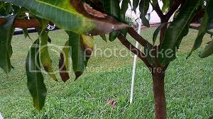 Check spelling or type a new query. Mengapa Daun Mangga Saya Berkerut
