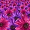Small wedding bouquets in purple, pink and white tones. 1