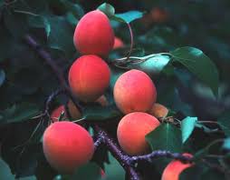 Image result for Apricot 1983 Hussmann