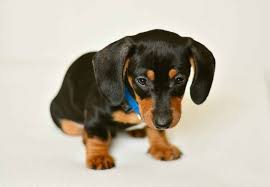 They are quite happy, even clownish, and can behave mischievously on occasion. Dachshund Puppies Dachshund Puppy Facts And How To Get A Puppy