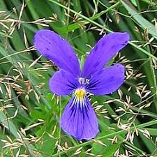 Image result for Viola abyssinica