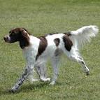 French Spaniel Dog Breed Info: Pictures, Personality & Facts