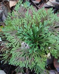 Image result for Selaginella auquieri